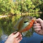 sunfish