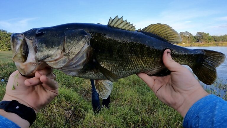bass fish, big bass